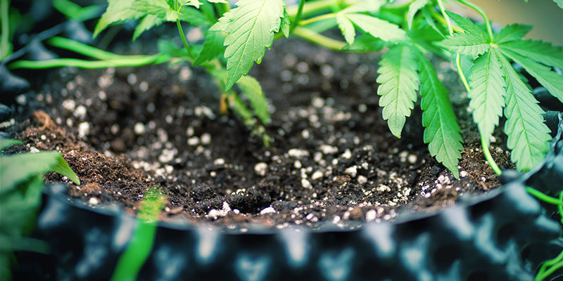 Mega Cannabis Buds: Silica With Soil