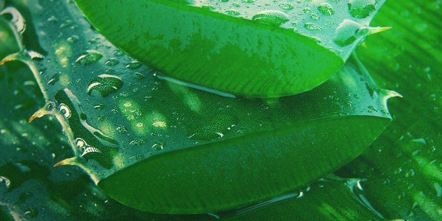 Sok z aloesu Sok z aloesu – oprysk dolistny dla marihuany