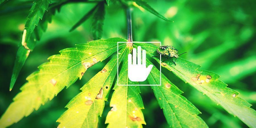 Korzyści z oprysków dolistnych Korzyści z oprysków dolistnych