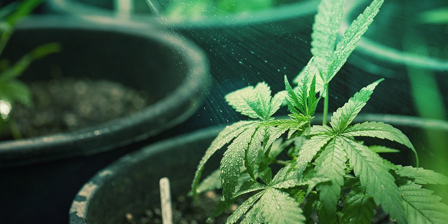 Na czym polega oprysk dolistny? Na czym polega oprysk dolistny?