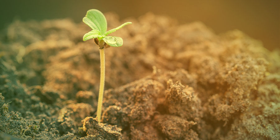 Jak uprawiać Agent Orange JAK UPRAWIAĆ AGENT ORANGE