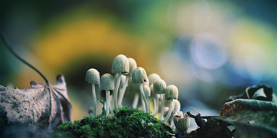 The Best Time To Look For Magic Mushrooms The best time to look for magic mushrooms