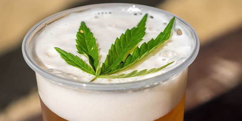 Piwo z konopi Piwo z konopi