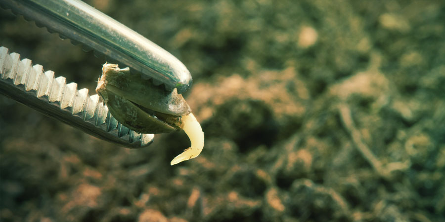 Określanie płci Twojej marihuany Określanie płci Twojej marihuany