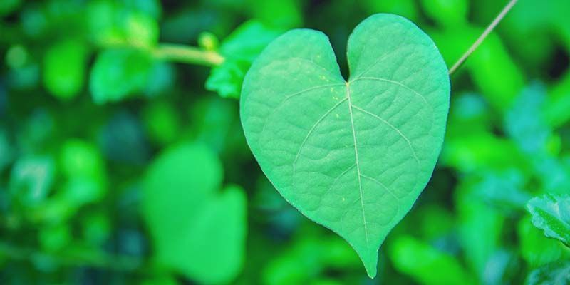 Historia Hawaiian Baby Woodrose Historia Hawaiian Baby Woodrose