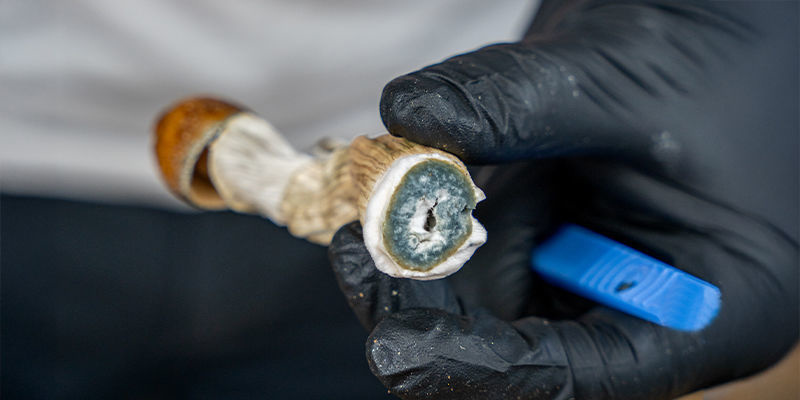 Do czego służy psylocybina w grzybach?