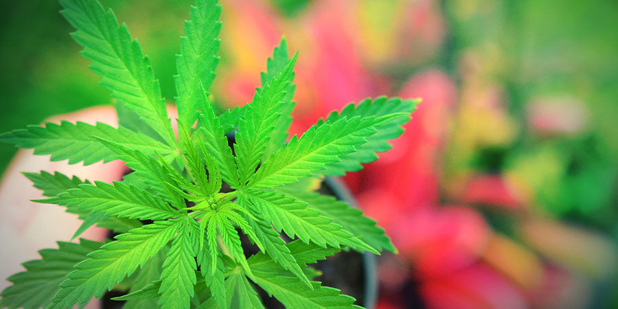 JAK UPRAWIAĆ JACKA HERERA