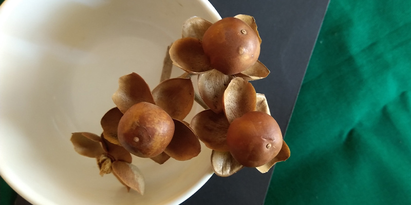 Nasiona Hawaiian baby woodrose Hawaiian baby woodrose seeds