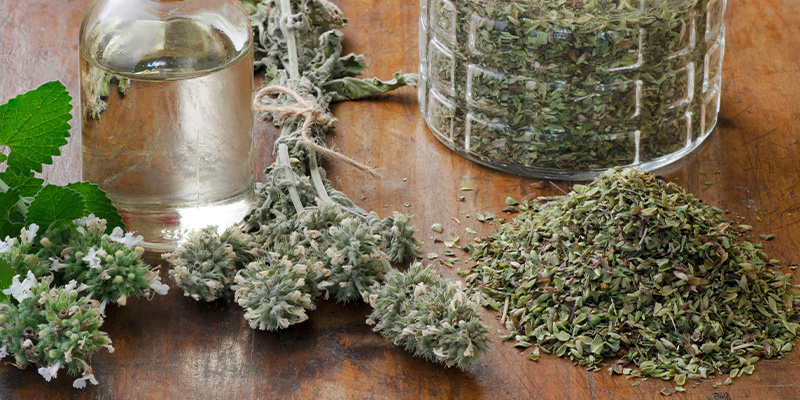 Kocimiętka (dla ludzi) Kocimiętka (dla ludzi)