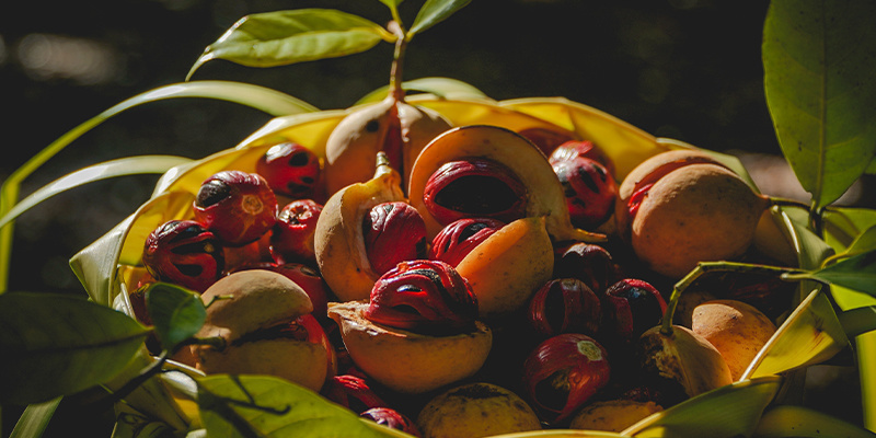 10 najbardziej dziwnych legalnych hajów 10 najbardziej dziwnych legalnych hajów