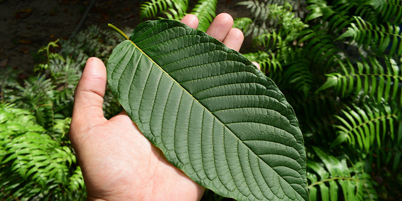 Przyszłość legalnych hajów Przyszłość legalnych hajów