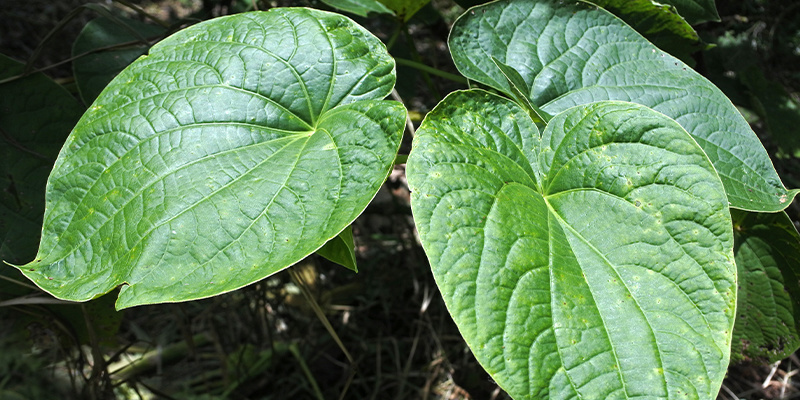 Czym są legalne haje? Czym są legalne haje?