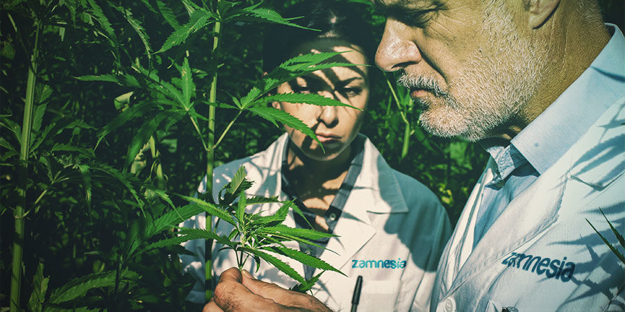 LEGALNOŚĆ I UPRAWA KONOPI WŁÓKNISTYCH