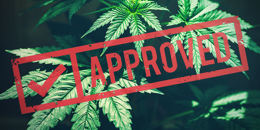 NAJNOWSZE ODKRYCIA I PRZYSZŁOŚĆ KONOPI WŁÓKNISTYCH