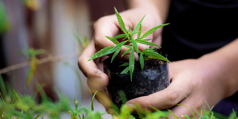 Bringing it all together: Grow great cannabis from the ground up Bringing it all together: Grow great cannabis from the ground up