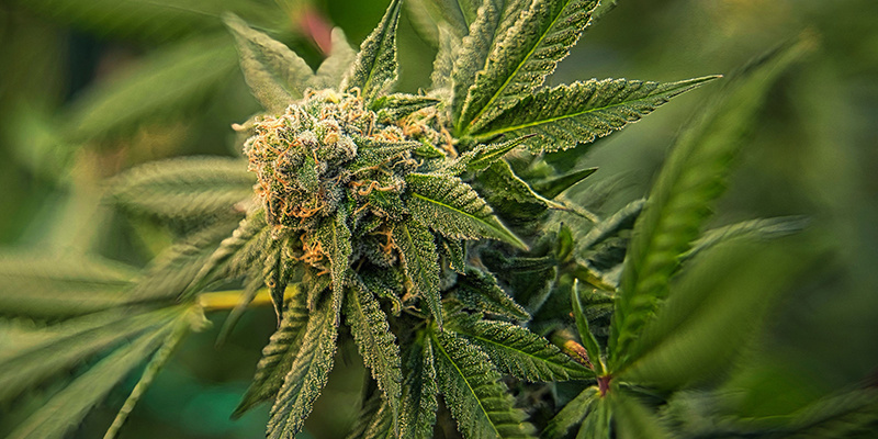 Wskazówka nr 1: Wybierz mocną genetykę dla zdrowych roślin marihuany Wskazówka nr 1: Wybierz mocną genetykę dla zdrowych roślin marihuany