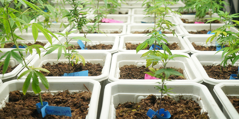 Wskazówka nr 2: Zapewnij idealne warunki uprawy od samego początku Wskazówka nr 2: Zapewnij idealne warunki uprawy od samego początku