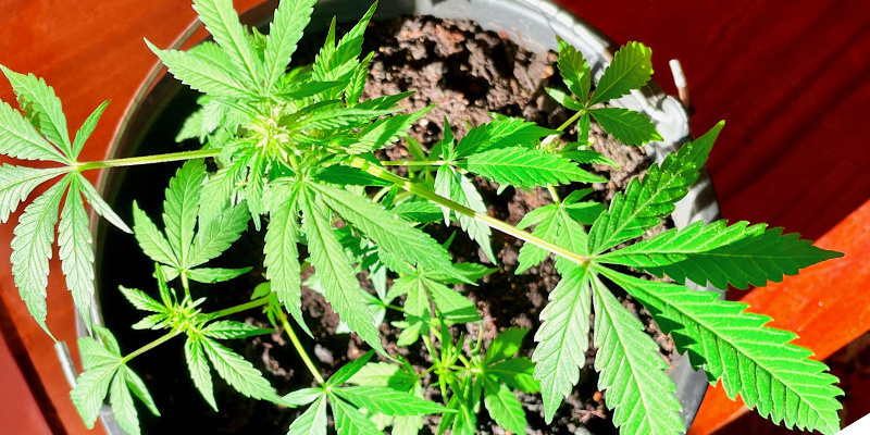 Wskazówka nr 3: Wybierz odpowiednie miejsce do uprawy roślin konopi Wskazówka nr 3: Wybierz odpowiednie miejsce do uprawy roślin konopi