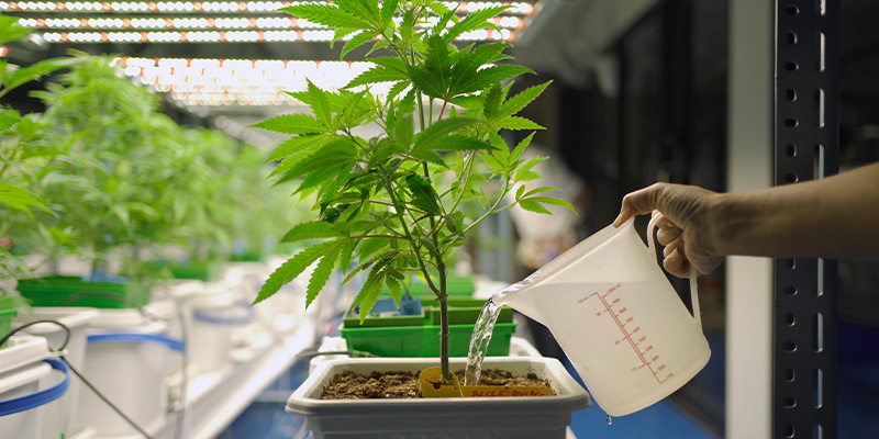 Wskazówka nr 5: Opanuj podlewanie i nawadnianie, by zwiększyć plony konopi Wskazówka nr 5: Opanuj podlewanie i nawadnianie, by zwiększyć plony konopi