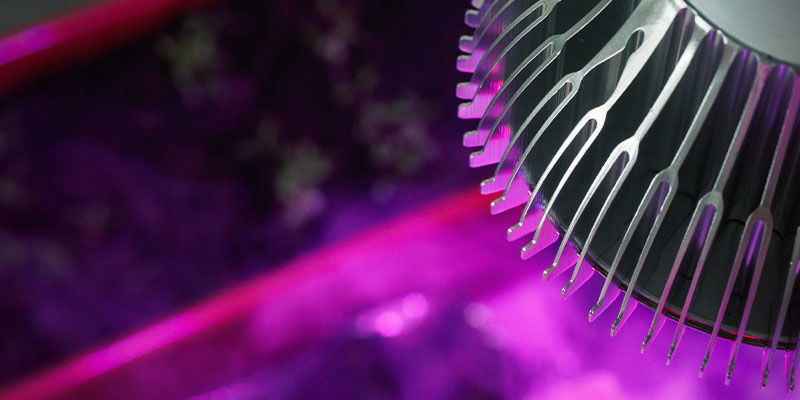 Jaki zakres światła dla konopi autokwitnących?