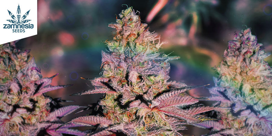 Które szczepy są najlepsze do domowego lubrykantu z konopi?