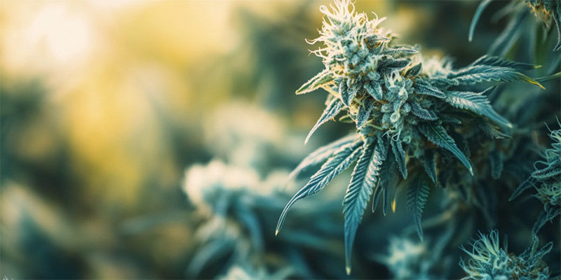 Najlepsza odmiana konopi do produkcji haszu Najlepsza odmiana konopi do produkcji haszu