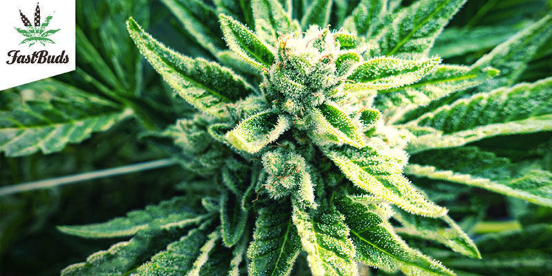 Original Auto OG Kush (FastBuds)