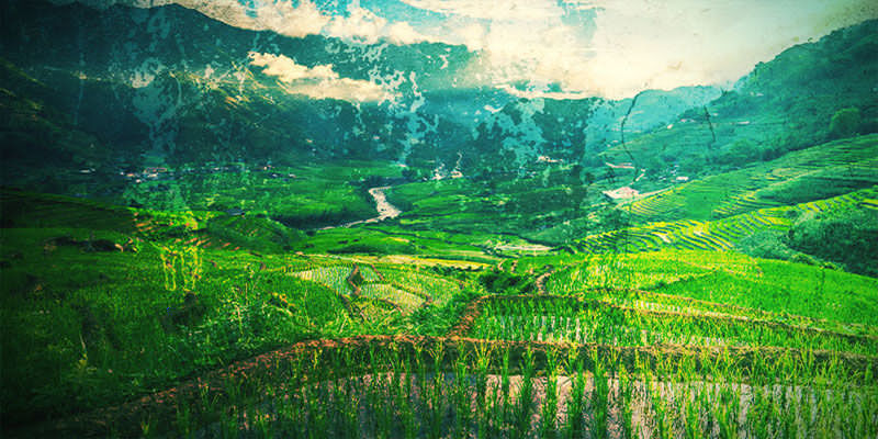 Skąd pochodzi OG Kush?