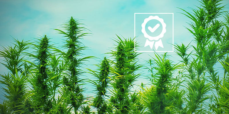 Kt&oacute;ry OG Kush jest najlepszy?