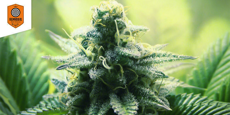 Indica Cream (Kannabia) Indica Cream (Kannabia)