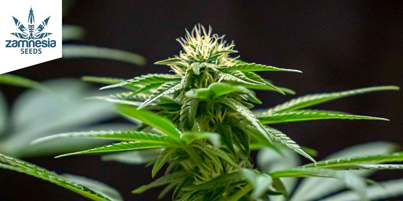 Choco Haze Zamnesia Seeds Choco Haze Zamnesia Seeds