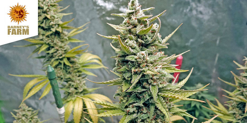 G13 Haze (Barney’s Farm) G13 Haze (Barney’s Farm)