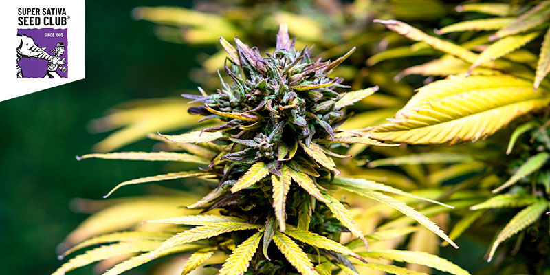 Kees’ Old School Haze (Super Sativa Seed Club) Kees’ Old School Haze (Super Sativa Seed Club)