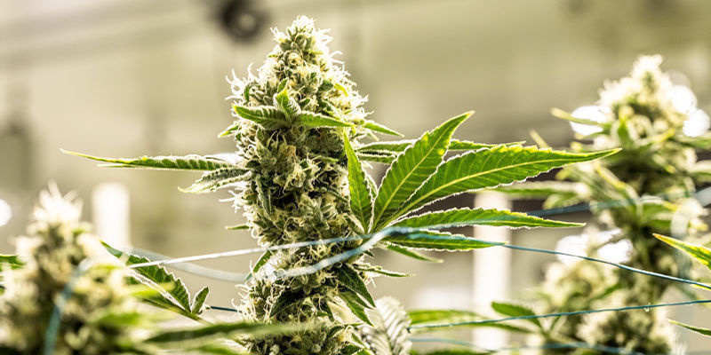 CBD Auto 20:1 (FastBuds) CBD Auto 20:1 (FastBuds)