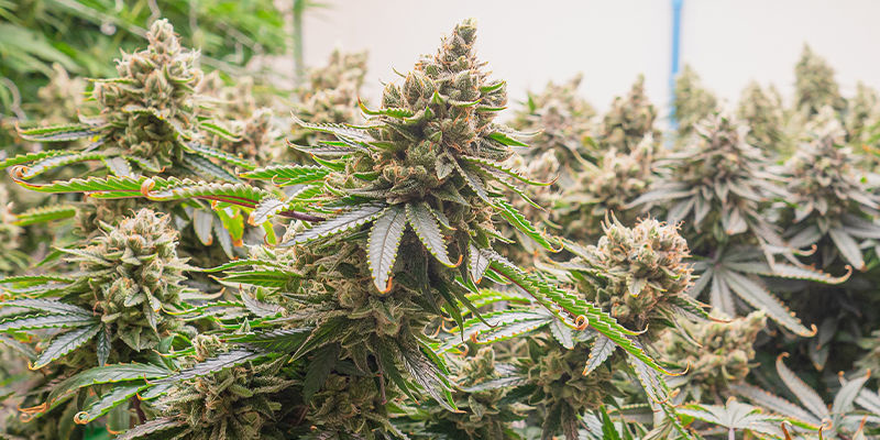 CBD Fix Automatic (Zamnesia Seeds) CBD Fix Automatic (Zamnesia Seeds)