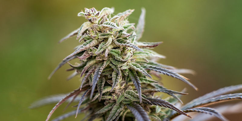 Wybór odpowiedniej odmiany o wysokiej zawartości CBD Wybór odpowiedniej odmiany o wysokiej zawartości CBD