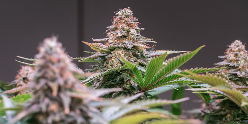 Sweet Nurse Auto CBD (Sweet Seeds) Sweet Nurse Auto CBD (Sweet Seeds)