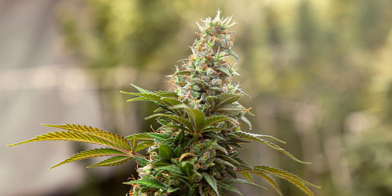 Tatanka Pure CBD (Royal Queen Seeds) Tatanka Pure CBD (Royal Queen Seeds)