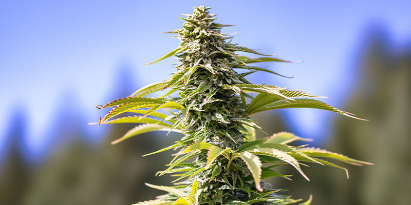 Swiss Dream Auto CBD (Kannabia) Swiss Dream Auto CBD (Kannabia)