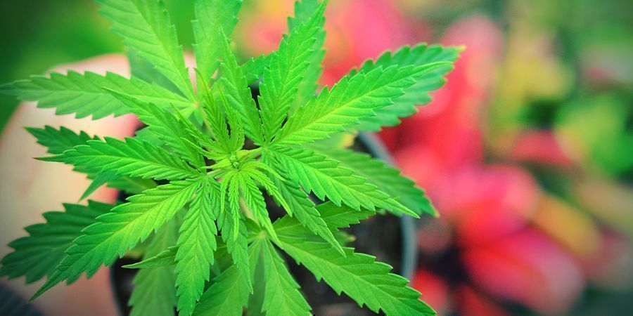 Jak uprawiać Master Kush JAK UPRAWIAĆ MASTER KUSH