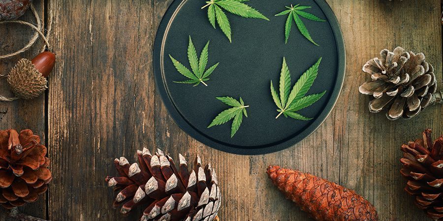 Master Kush: aromat i działanie MASTER KUSH: FLAVOUR & EFFECTS