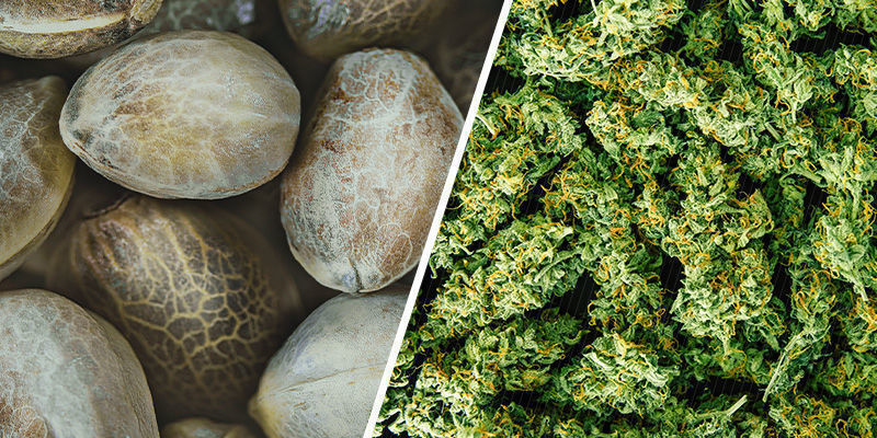 Czy regularne nasiona marihuany są lepsze niż nasiona feminizowane?