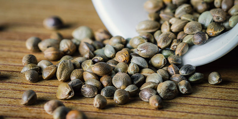 Nasiona marihuany feminizowane