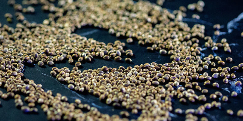 Czym są regularne nasiona marihuany?