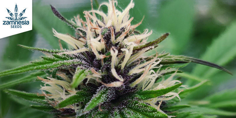 Blue Dream (Zamnesia Seeds) feminizowane