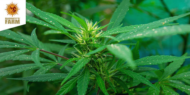 Dr. Grinspoon (Barney's Farm) feminizowane