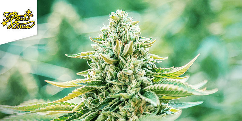 Trainwreck (Greenhouse Seeds) feminizowane