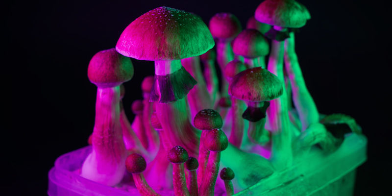 Magiczne grzyby Magic Mushrooms