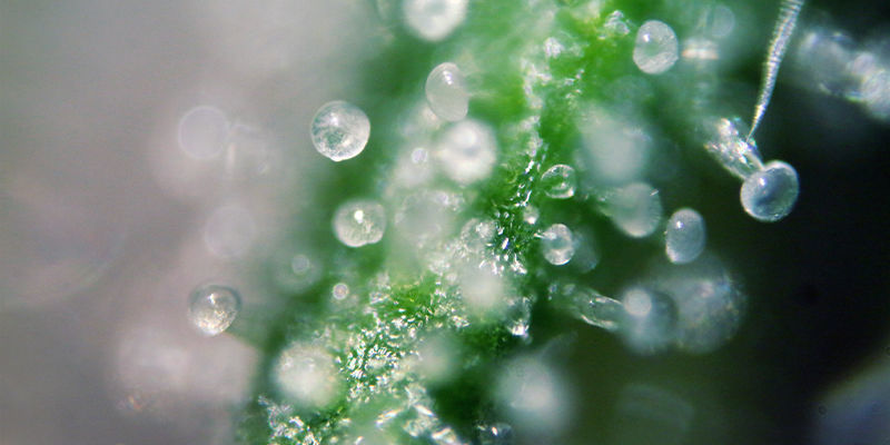 Przygotuj parę rękawiczek lateksowych