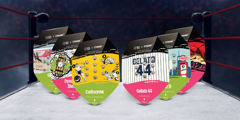 Wejdź do ringu z RQS x Tyson Wejdź do ringu z RQS x Tyson